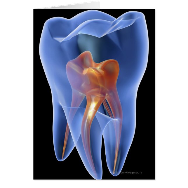 Lengte, doorzichtige dwarsdoorsnede van een molair (Voorkant)