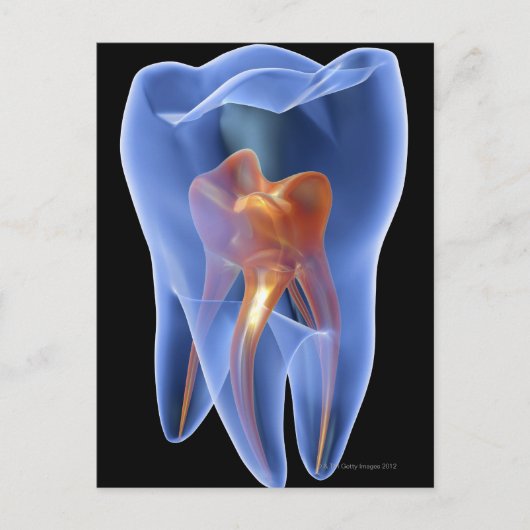 Lengte, doorzichtige dwarsdoorsnede van een molair briefkaart (Voorkant)