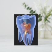 Lengte, doorzichtige dwarsdoorsnede van een molair briefkaart (Staand voorkant)