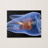 Lengte, doorzichtige dwarsdoorsnede van een molair legpuzzel (Horizontaal)