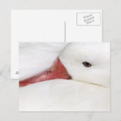 Lengtegans Chen caerulescens Briefkaart (Voorkant / Achterkant)