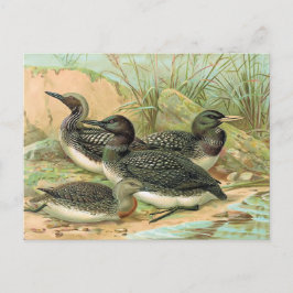 Leningen vogelillustratie briefkaart