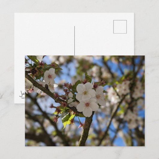 Lentaanveer Briefkaart (Voorkant / Achterkant)