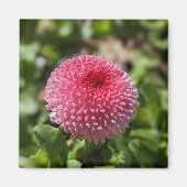 Lentaanveer Magneet (Voorkant)