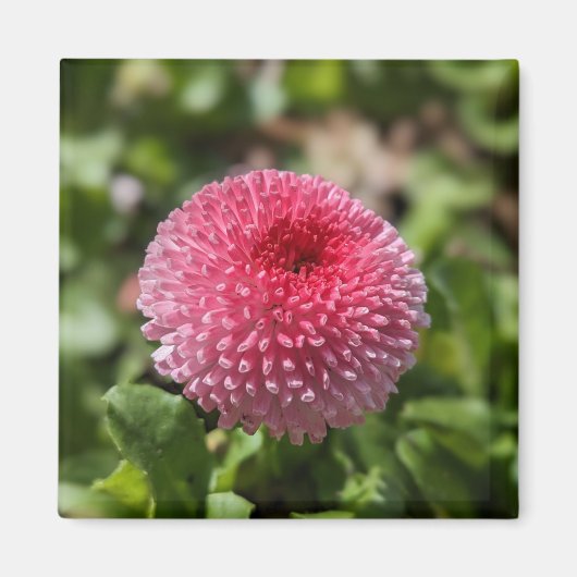 Lentaanveer Magneet (Voorkant)