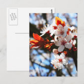 Lentbloei Briefkaart (Voorkant / Achterkant)