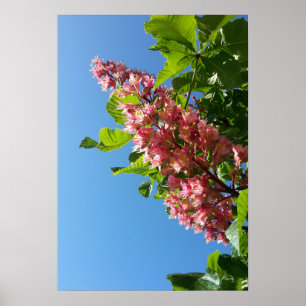 Lentbloeiende kastanjebloemen poster