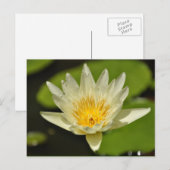 Lentbloem - briefkaarten (Voorkant / Achterkant)