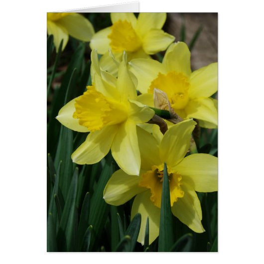 Lentbloemen (Voorkant)