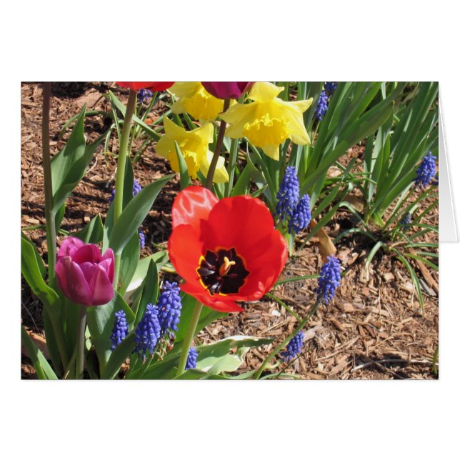 Lentbloemen (Voorkant Horizontaal)
