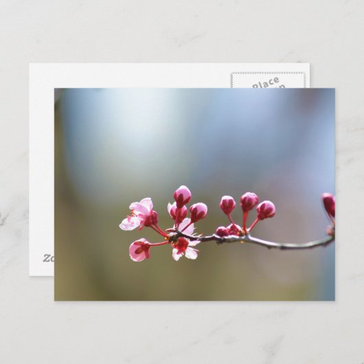 Lentbloemen Briefkaart (Voorkant / Achterkant)