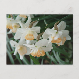 Lentbloemen Briefkaart