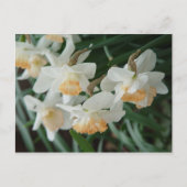 Lentbloemen Briefkaart (Voorkant)