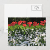 Lentbloemen Briefkaart (Voorkant / Achterkant)