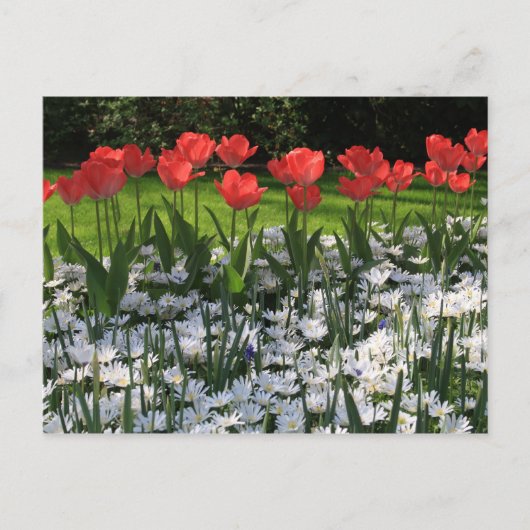 Lentbloemen Briefkaart (Voorkant)