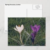Lentbloemen Briefkaart (Voorkant / Achterkant)