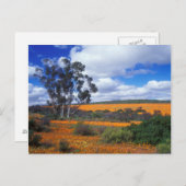 Lentbloemen in Namaqualand, Zuid-Afrika Briefkaart (Voorkant / Achterkant)