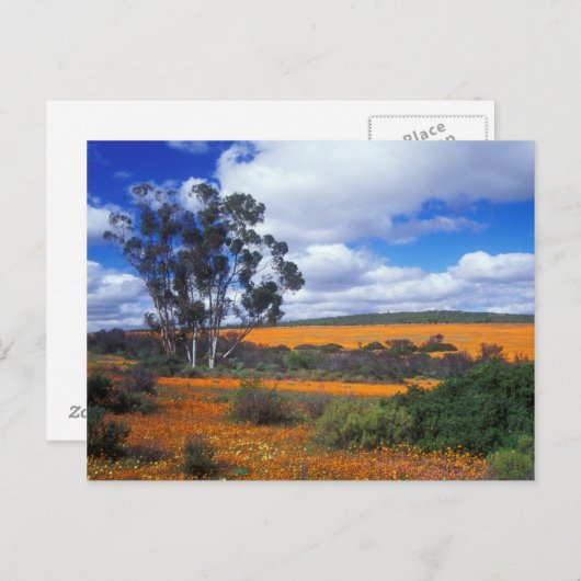 Lentbloemen in Namaqualand, Zuid-Afrika Briefkaart (Voorkant / Achterkant)