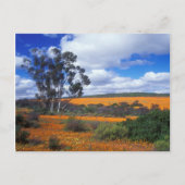 Lentbloemen in Namaqualand, Zuid-Afrika Briefkaart (Voorkant)