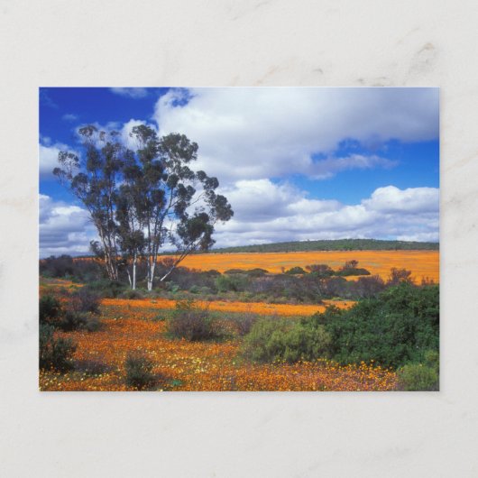 Lentbloemen in Namaqualand, Zuid-Afrika Briefkaart (Voorkant)