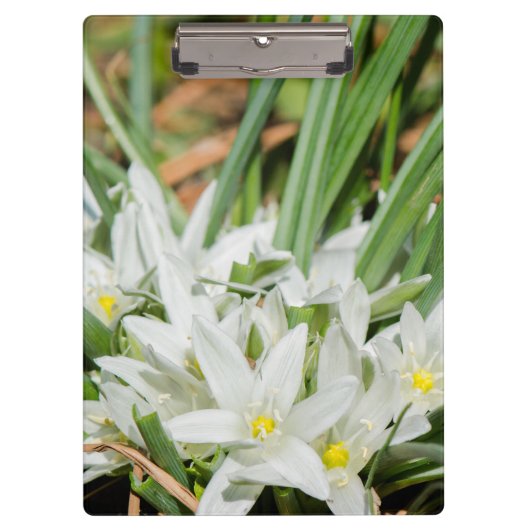 Lentbloemen Klembord (Voorkant)