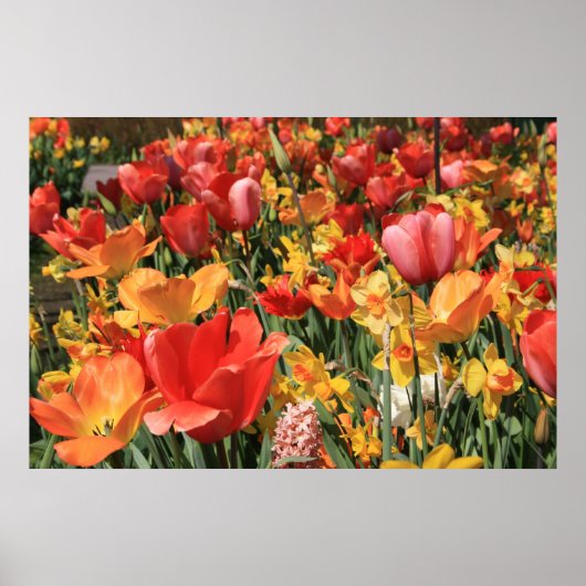Lentbloemen Poster (Voorkant)