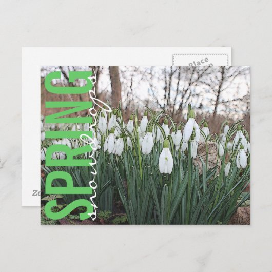 Lentbloemen, witte spoelkoeken briefkaart (Voorkant / Achterkant)