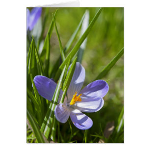 Lente