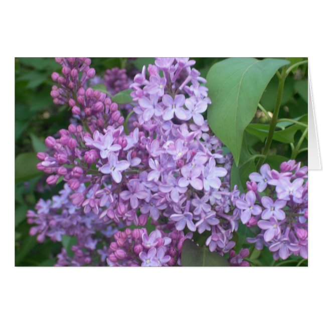 Lente 4 (Voorkant Horizontaal)