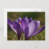 lente achteraan briefkaart (Voorkant / Achterkant)