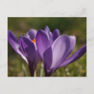 lente achteraan briefkaart