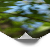 Lente Berk Bladeren Groene Boom Poster (Hoek)