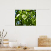 Lente Berk Bladeren Groene Boom Poster (Keuken)