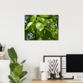 Lente Berk Bladeren Groene Boom Poster (Thuiskantoor)
