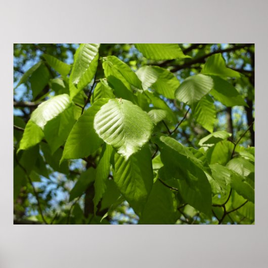 Lente Berk Bladeren Groene Boom Poster (Voorkant)