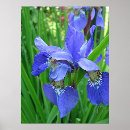 Lente blauwe iris bloemen en groene bladeren poster (Voorkant)