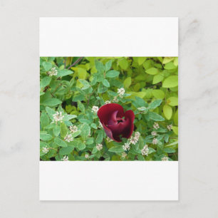 lente bloemen briefkaart