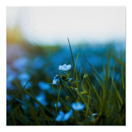 Lente bloemen in het veld perfect poster (Voorkant)