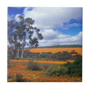 Lente bloemen in Namaqualand, Zuid-Afrika Tegeltje
