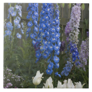 Lente bloemen langs een tuinpad, Georgia 2 Tegeltje
