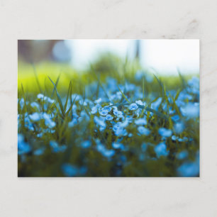Lente bloemen op het veld briefkaart