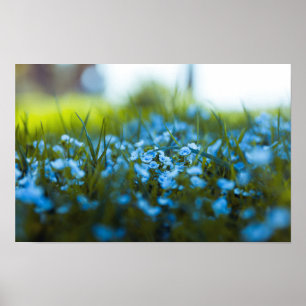 Lente bloemen op het veld poster