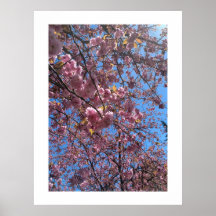 Lente Bloesem