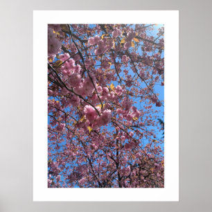 Lente Bloesem Poster