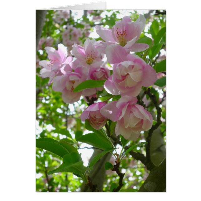 Lente bloesems (Voorkant)