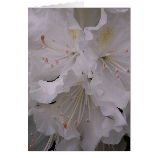 Lente bloesems (Voorkant)