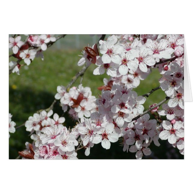Lente bloesems (Voorkant Horizontaal)