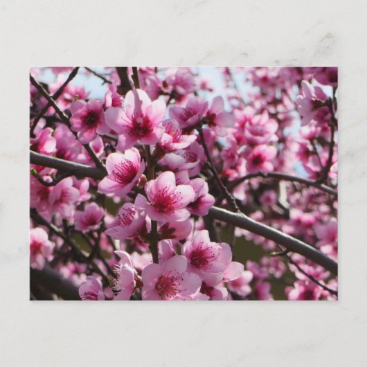 Lente bloesems briefkaart (Voorkant)
