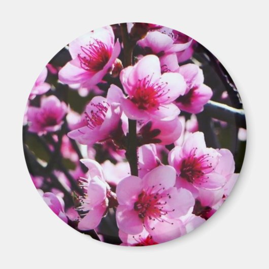 Lente bloesems magneet (Voorkant)