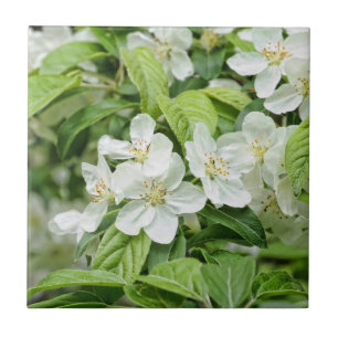 Lente bloesems tegeltje